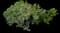 Pittosporum Mojo® — design image 14