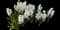 Hyacinth — design image 12
