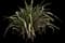New Zealand Flax (Phormium tenax) — design image 9