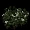 Gardenia Shrubs — design image 5