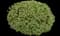 Ivory Halo® Variegated Dogwood — design image 2