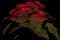 Poinsettia — design image 2