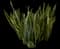 Variegated Snake Plant — design image 1