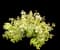 Abelia 'Kaleidoscope' — design image 4