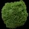 Hetz Midget Arborvitae — design image 1