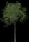 Japanese Walnut — design image 2