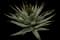 Shaw's Agave — design image 1