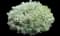 Silvermound Sage Brush — design image 2