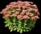 Autumn Fire® Sedum — design image 1