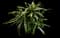 Torch Aloe — design image 3