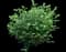 Low Scape Hedger® Aronia — design image 1
