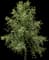Tuliptree — design image 6