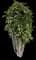 Chinese Banyan — design image 16