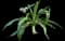Asiatic poison lily — design image 21