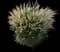 Hush Puppy™ - Dwarf Fountain Grass — design image 2