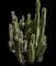 Totem Pole Cactus — design image 1