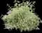 Summer Skies' Butterfly Bush — design image 1