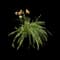 Daylilly — design image 12