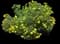 Happy Face® Yellow Potentilla — design image 3