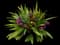 Chinese Ground Orchid — design image 1