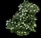 Korean Spice Viburnum Shrub — design image 6