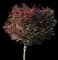 Emperor I® Japanese Maple Tree — design image 4