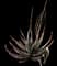 Fan Aloe — design image 1