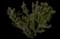 Pacific Yew — design image 8
