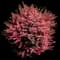 Barberry Bush — design image 15
