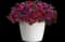 Twice As Nice 25 Trixi® — design image 2