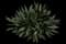 Oyster Plant — design image 3