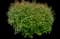 Japanese Spiraea — design image 1