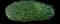 Chinese Banyan — design image 5