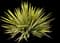 Yucca 'Color Guard' — design image 2