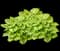 Sum and Substance Hosta — design image 2