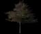 Black Pearl™ Redbud Tree — design image 2