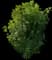 Fragrant Tea Olive Tree — design image 1