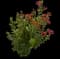 Flame of the Woods — design image 8