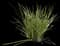 Yellow Wild Iris — design image 1