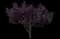 Flowering Plum Tree (Prunus cerasifera) — design image 11
