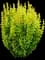 Sunjoy Gold Pillar® Barberry — design image 4