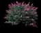 Pink Delight Butterfly Bush — design image 1
