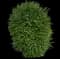 Holly Shrubs — design image 3