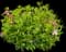 Olympic Fire Mountain Laurel — design image 1