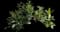 Beardtongue (Penstemon) — design image 2