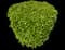 Laurustinus Viburnum — design image 6