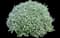 Green Cloud Texas Sage — design image 1
