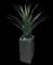 Palmer's Agave — design image 5