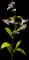 Lily — design image 5