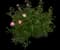 Peony (Paeonia) — design image 9